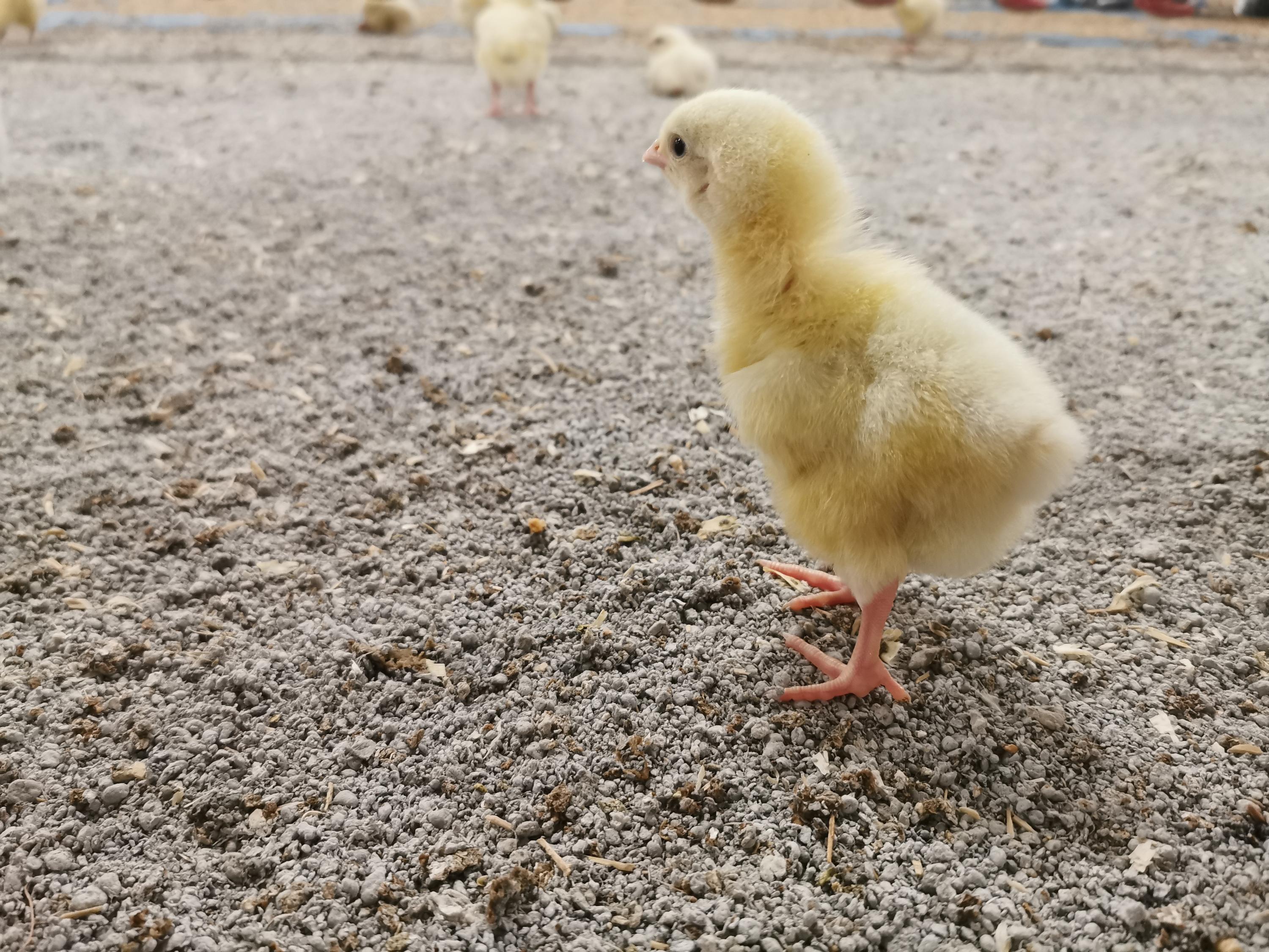 Agribed Poultry Bedding Dried Paper Crumb Veolia UK